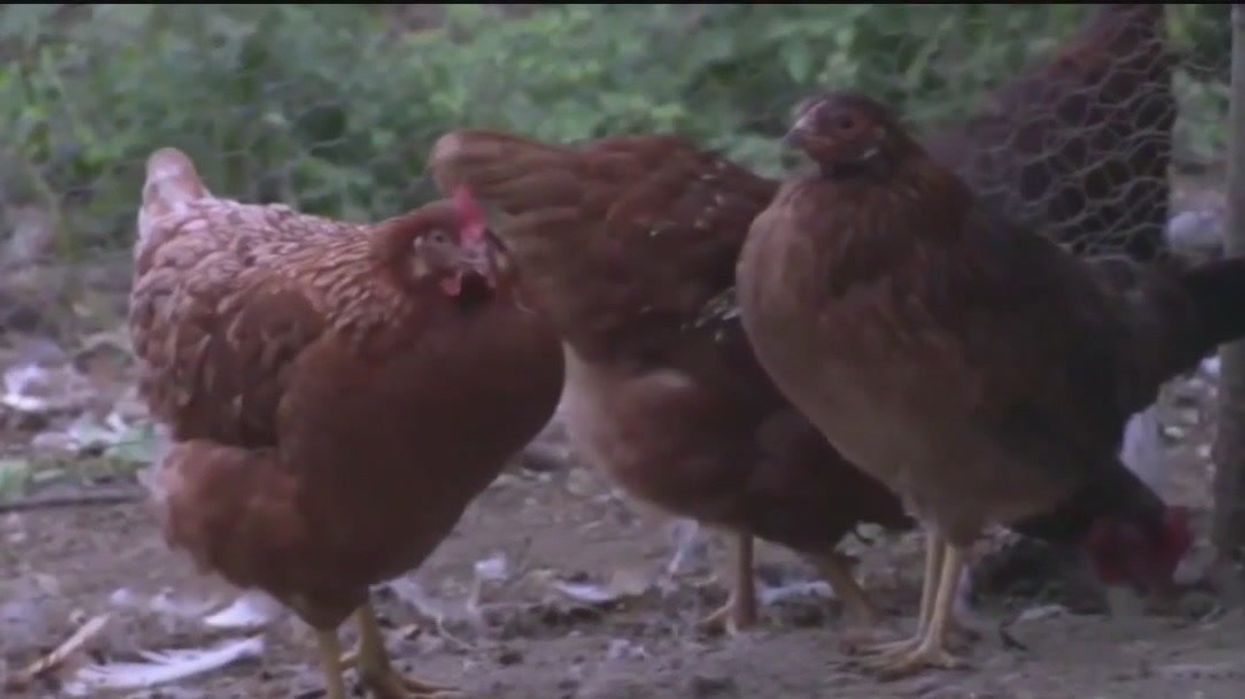 Experts name likely source of next pandemic