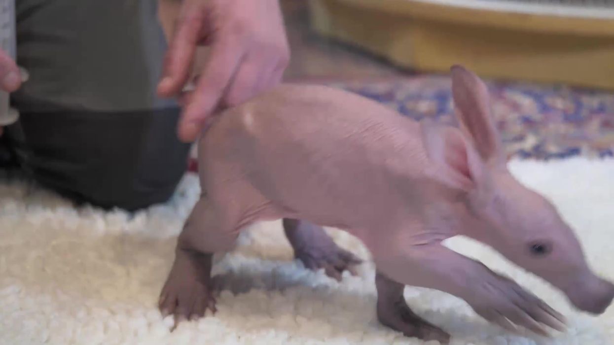 First ever baby aardvark born at Chester Zoo in adorable footage