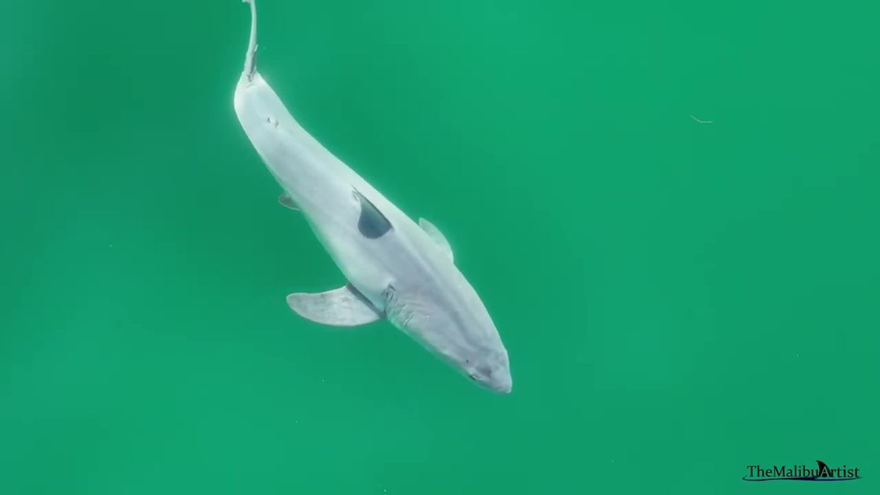 Great white shark baby 'spotted in the wild for the first time'