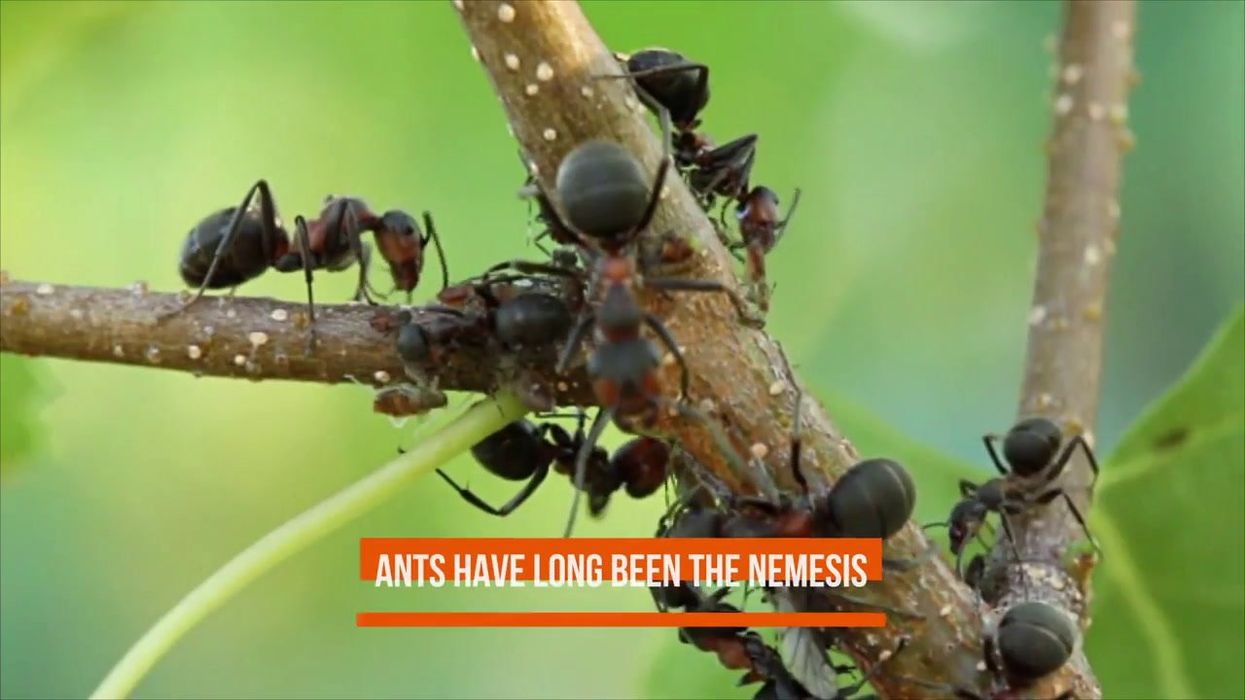 Scientists discover staggering number of ants on Earth is 20 times higher than we thought