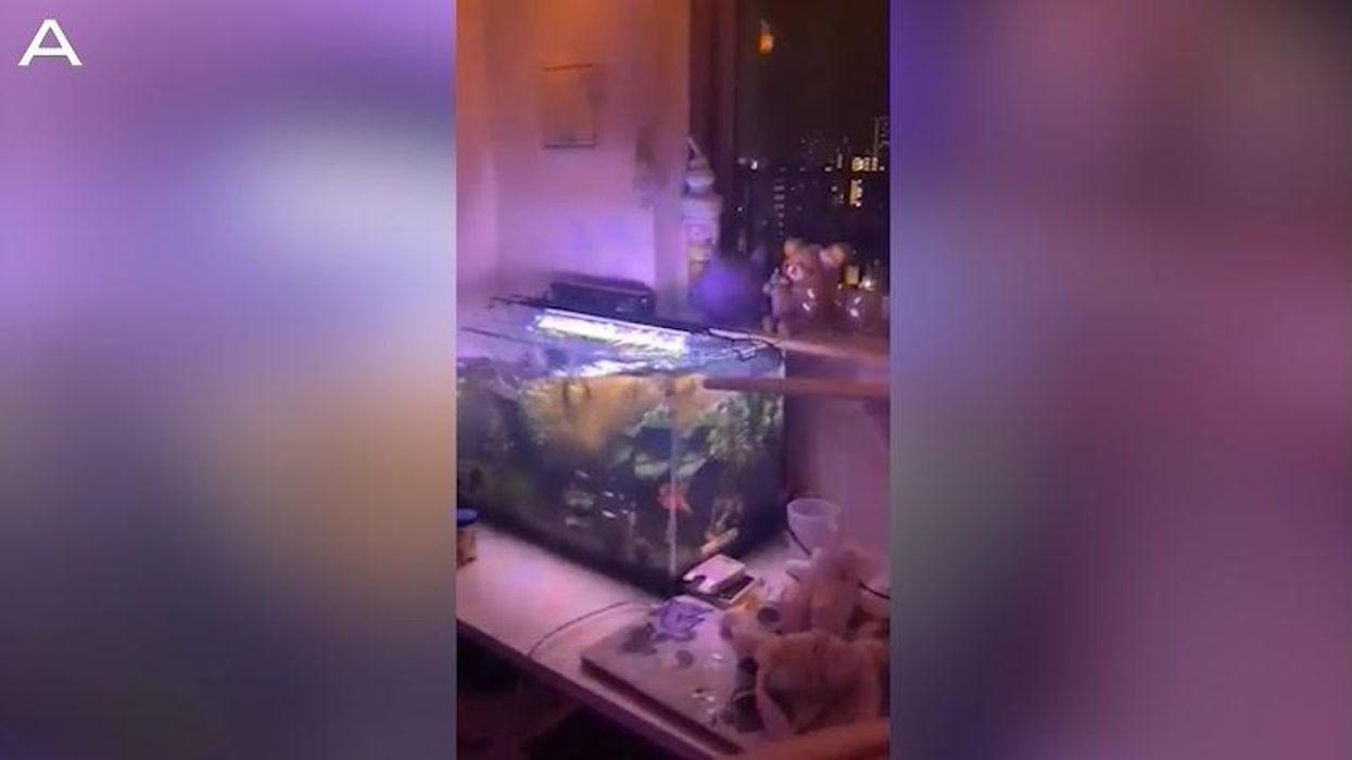 Woman's fish tank overspills during 7.4 magnitude earthquake in Japan