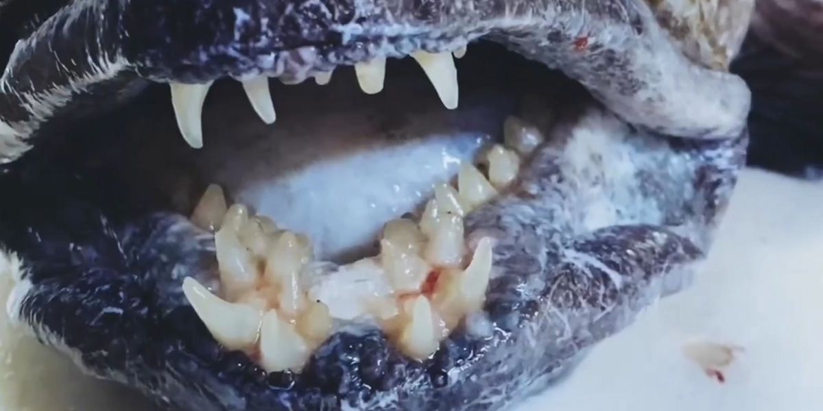 Disturbing fish with 'human teeth' discovered in deep ocean | indy100