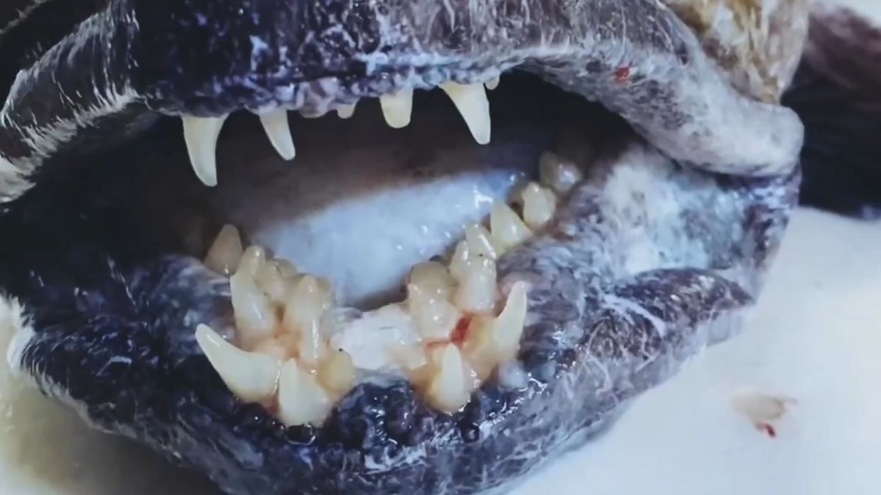 Disturbing fish with 'human teeth' discovered in deep ocean