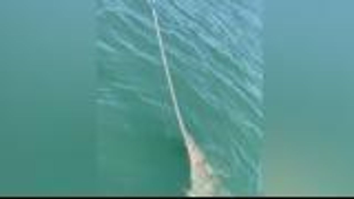 Fisherman accidentally catches 13 foot long sawfish on holiday excursion