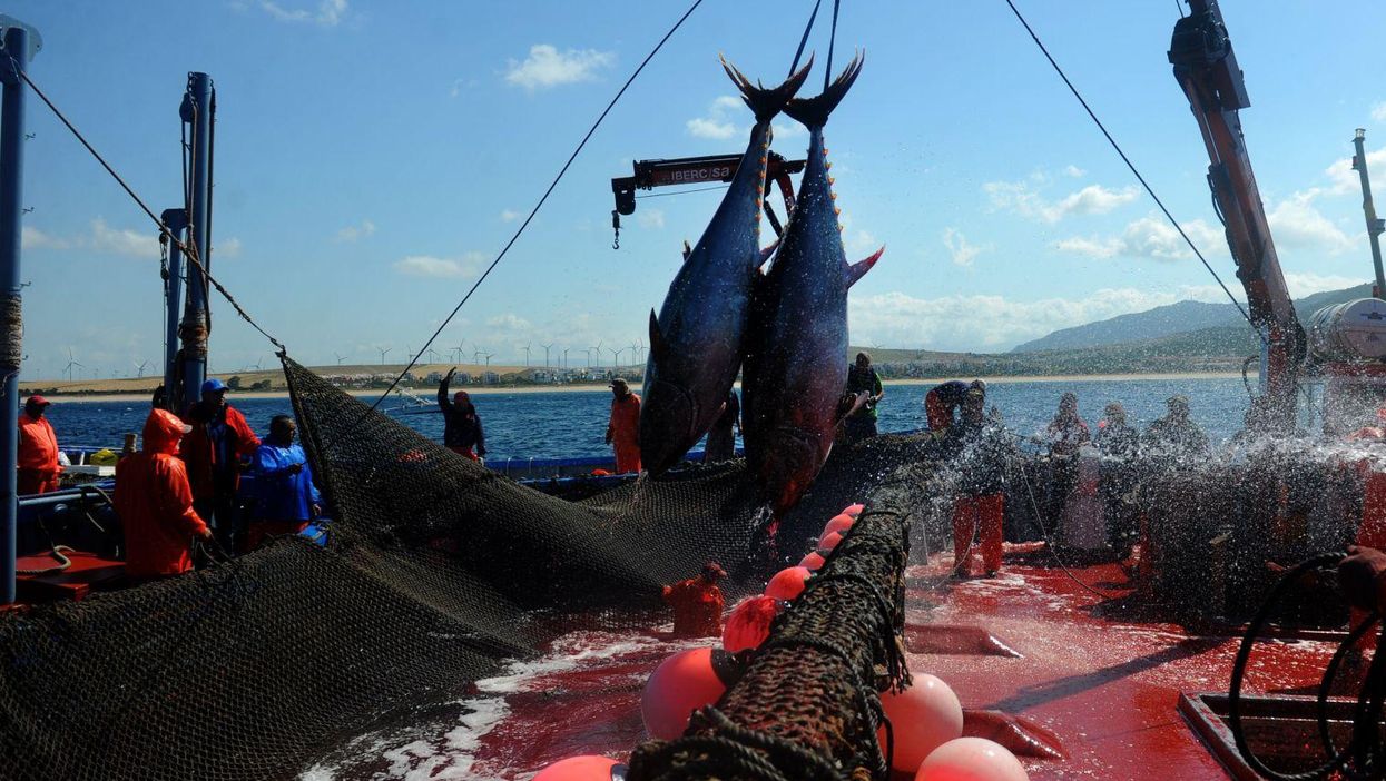 Fishermen haul out tuna in Barbate, southern Spain on 21 May 2015