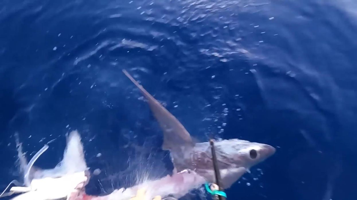 Fishermen reel in a huge shark only to discover it had been half eaten