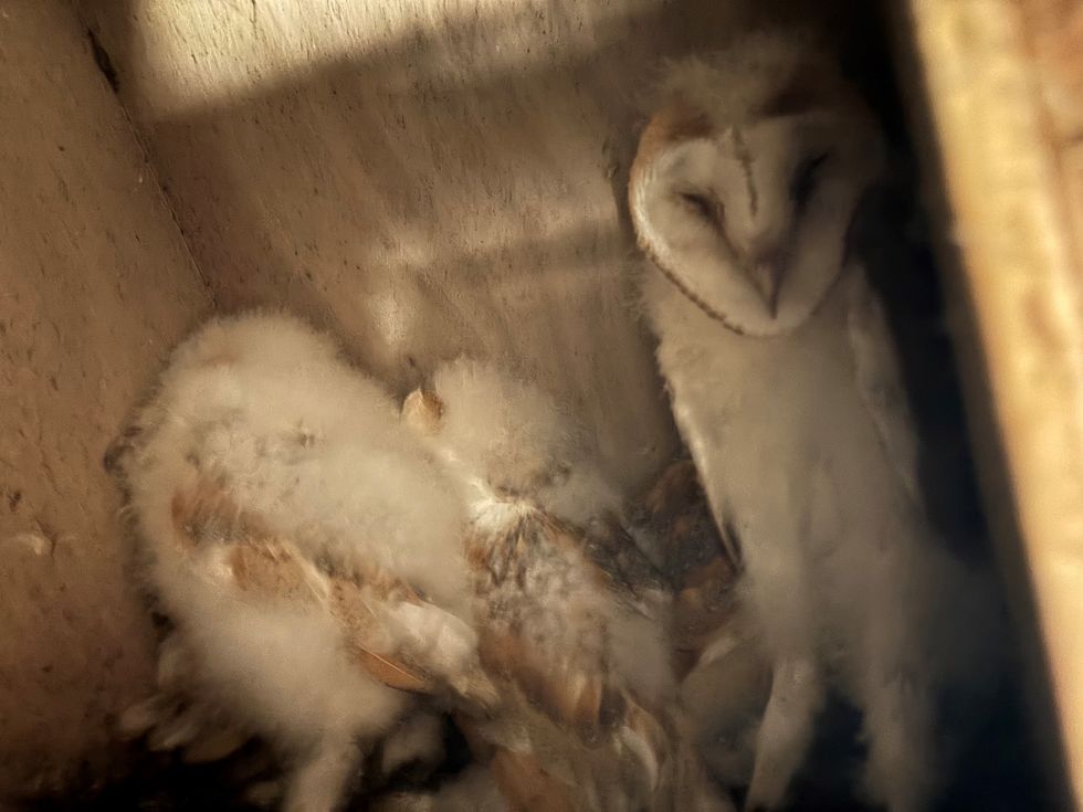 Five barn owl chicks born in Co Fermanagh