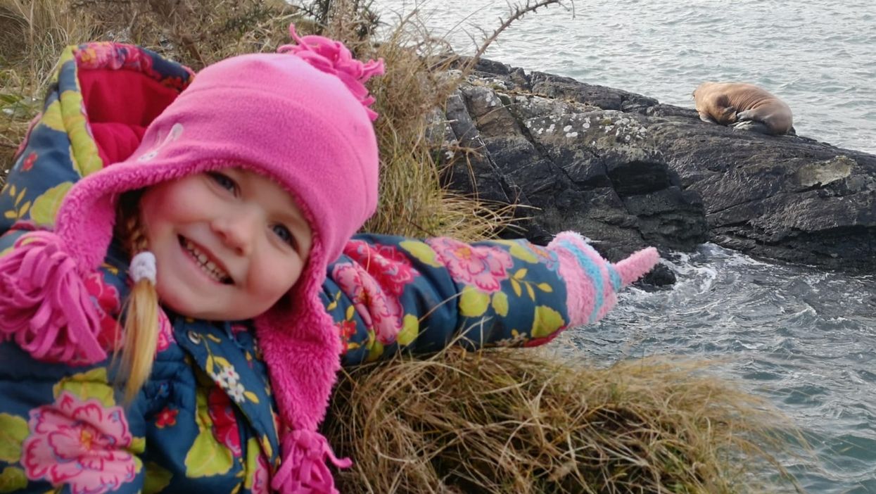 Five-year-old Muireann Houlihan points out the walrus along the coast of Valentia Island (Alan Houlihan)