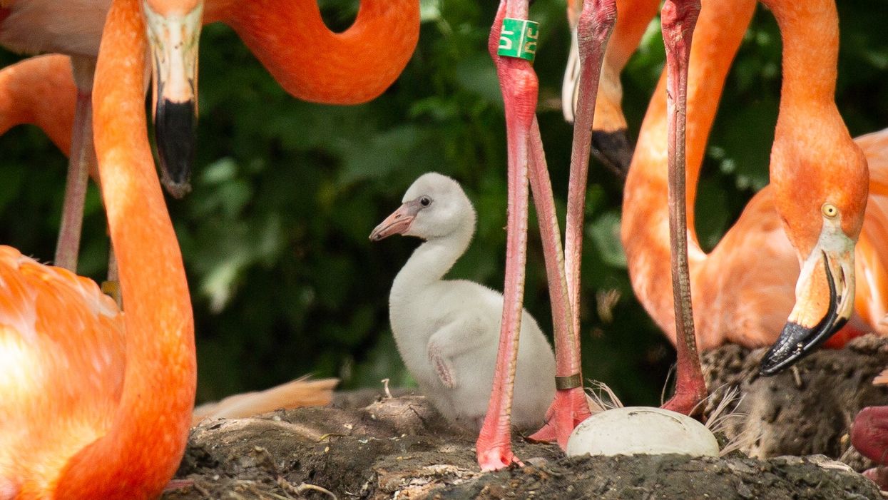 <p>Flamingo chick born at ZSL Whipsnade Zoo</p>