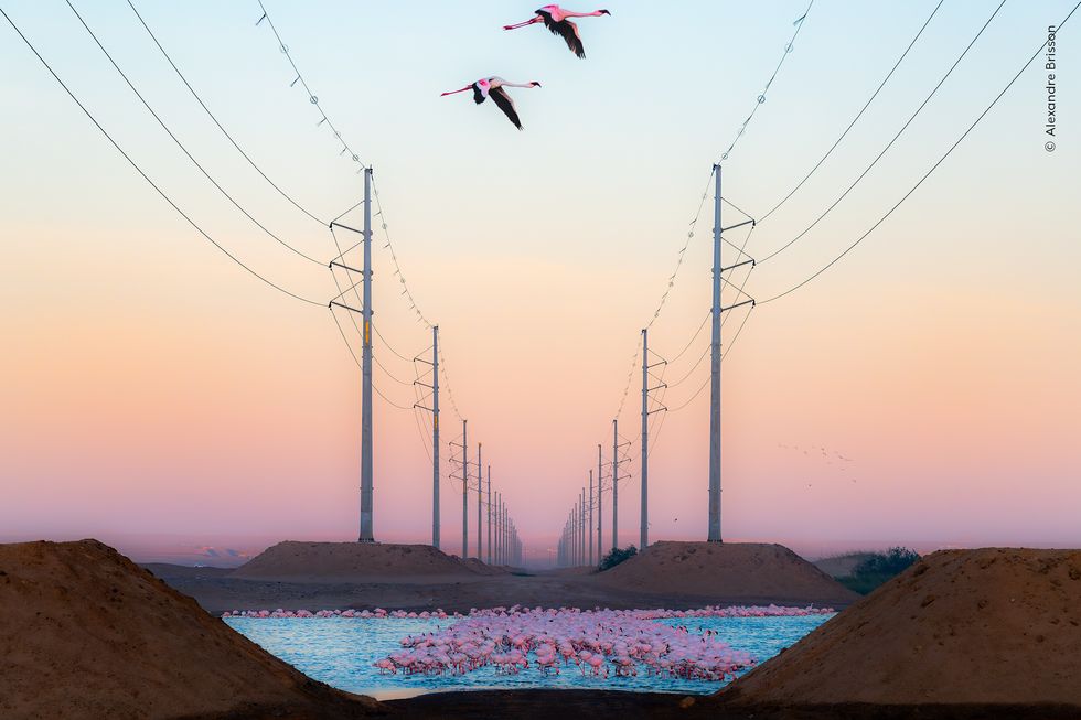 Flamingos standing in blue water beneath two rows of power lines retreating to the horizon in a pink and orange sky with two birds flying overhead