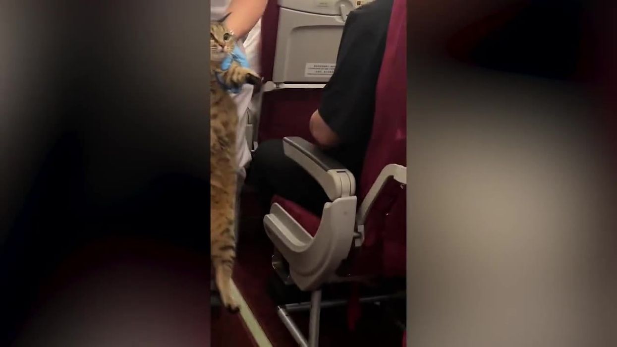 Flight attendant reveals why she quit ‘dream job’ to work in McDonald’s