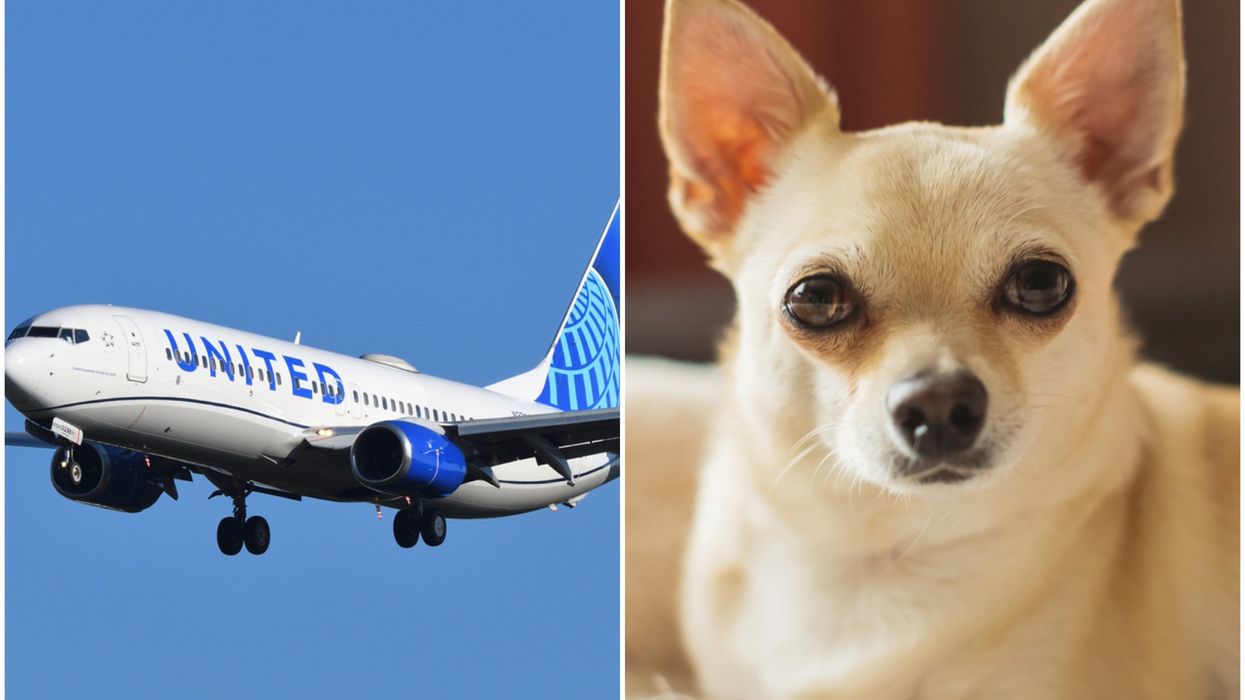 Flight goes wrong after dog makes everybody on board sick