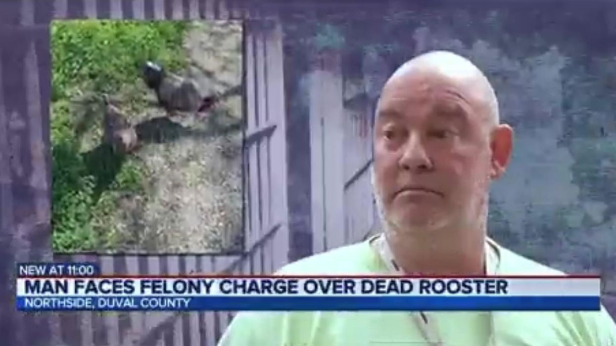 Man calls the 'chicken police' on neighbour after finding dead rooster
