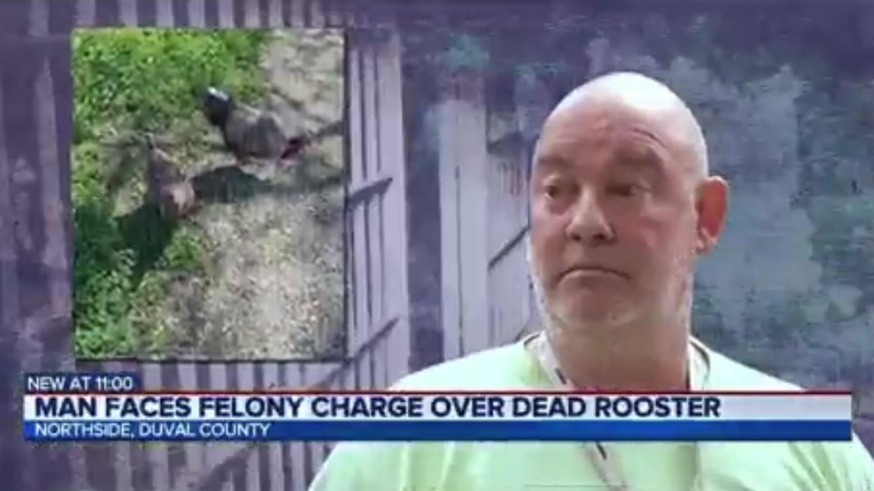 Man calls the 'chicken police' on neighbour after finding dead rooster ...
