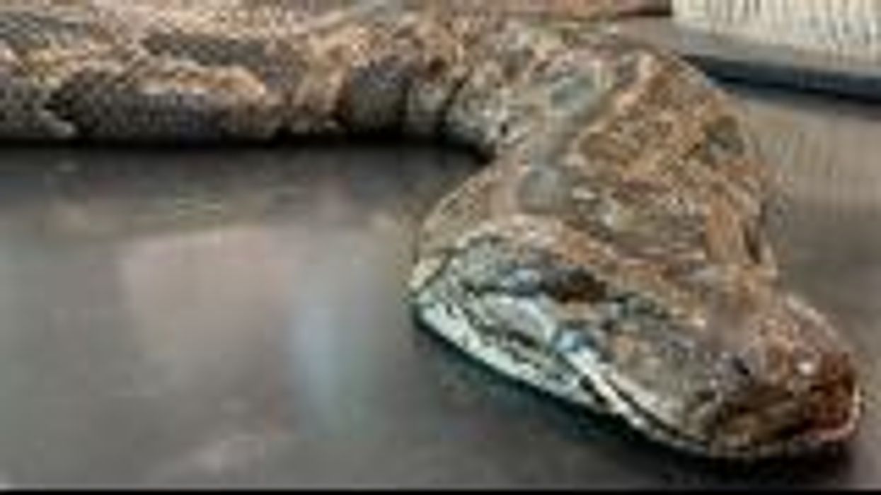 Biologists capture the heaviest python in Florida