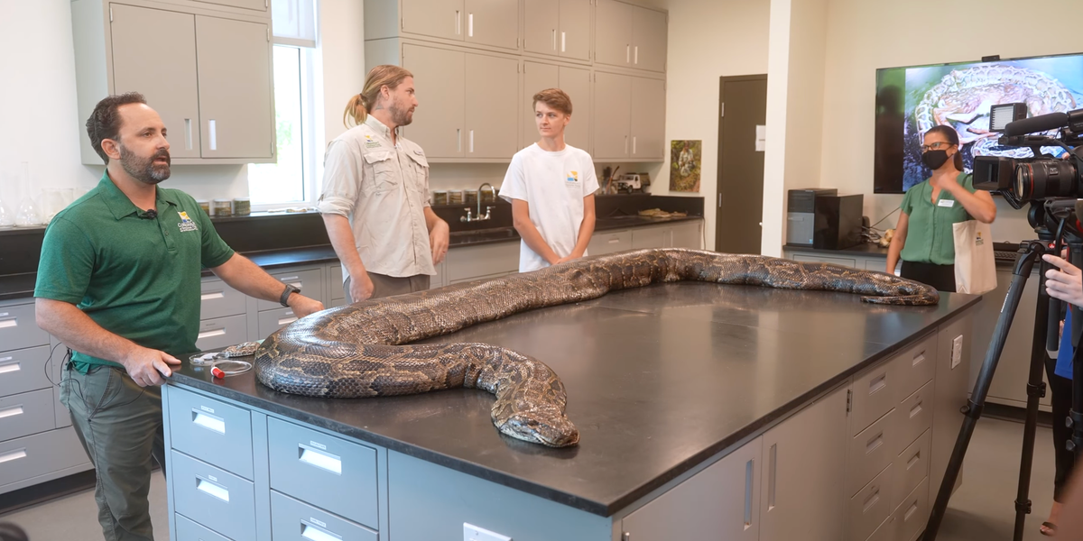 Biologists capture the heaviest python in Florida | indy100