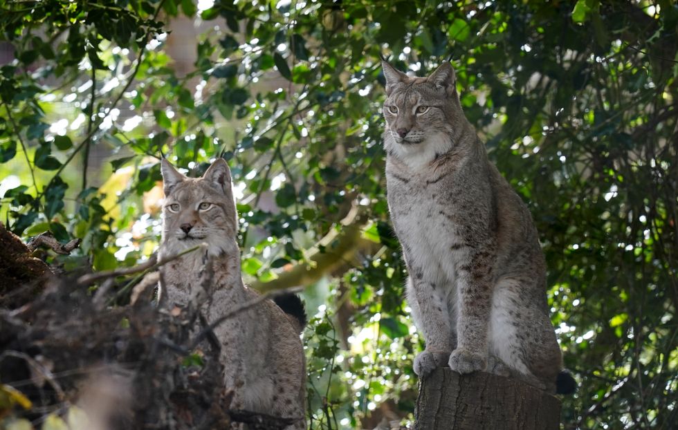 Lynx enclosure unveiled in ‘major milestone’ for reintroduction to British wild