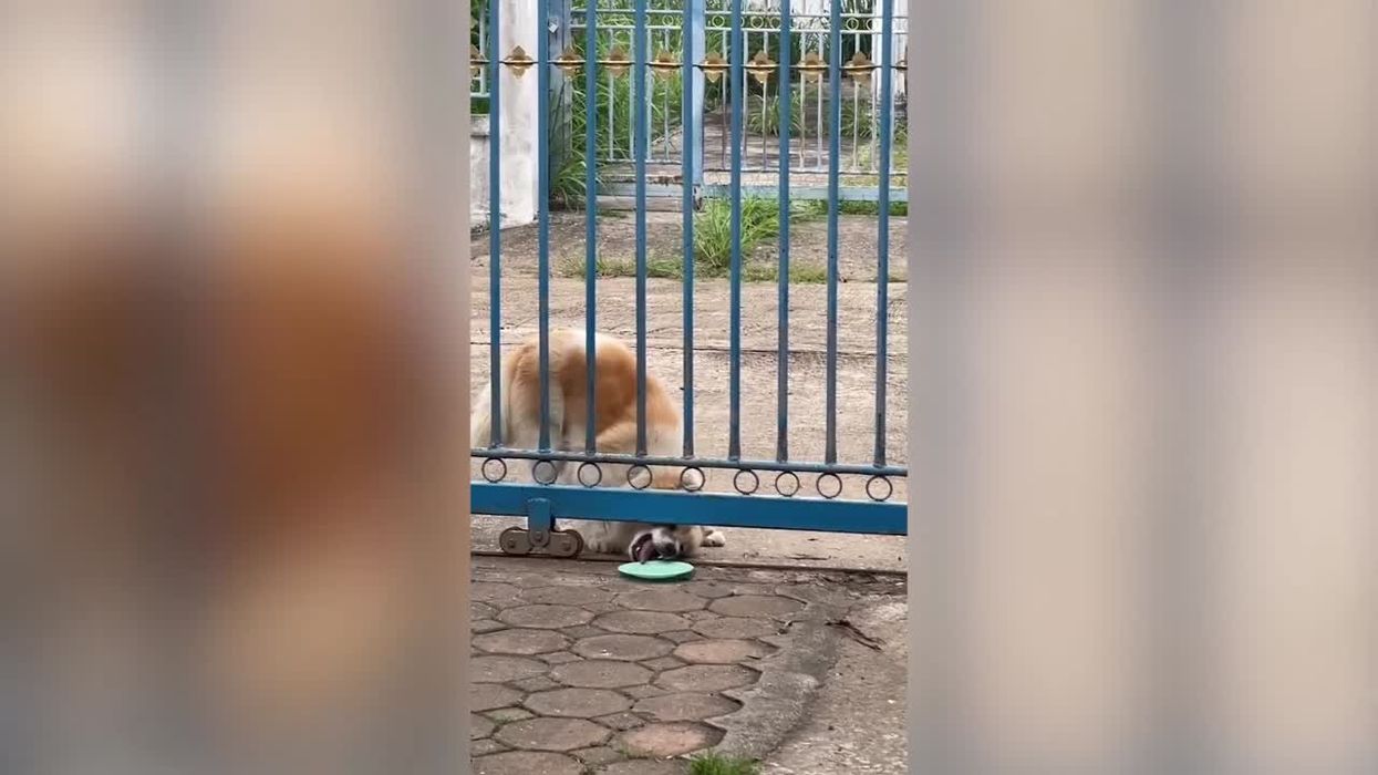 Police called over 'noise' after person smokes a cigarette in their garden