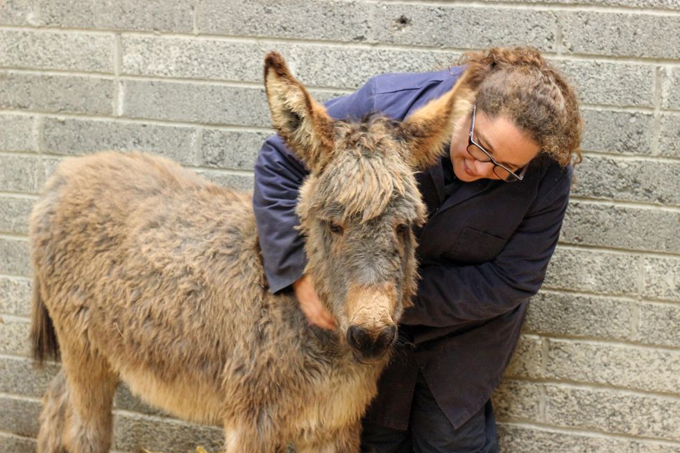 Four donkey foals thrive in sanctuary home after rescue of abandoned mares