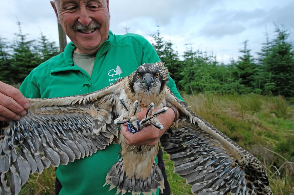 Team rings osprey chicks at northern England stronghold