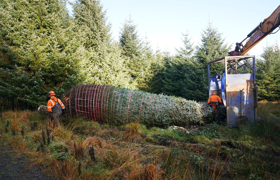 Christmas tree begins 330-mile journey to Big Ben