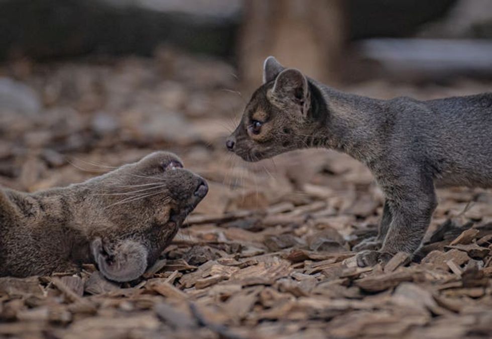 Fossa triplets born at Chester Zoo