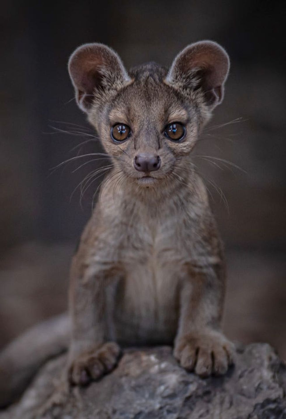 Fossa triplets born at Chester Zoo