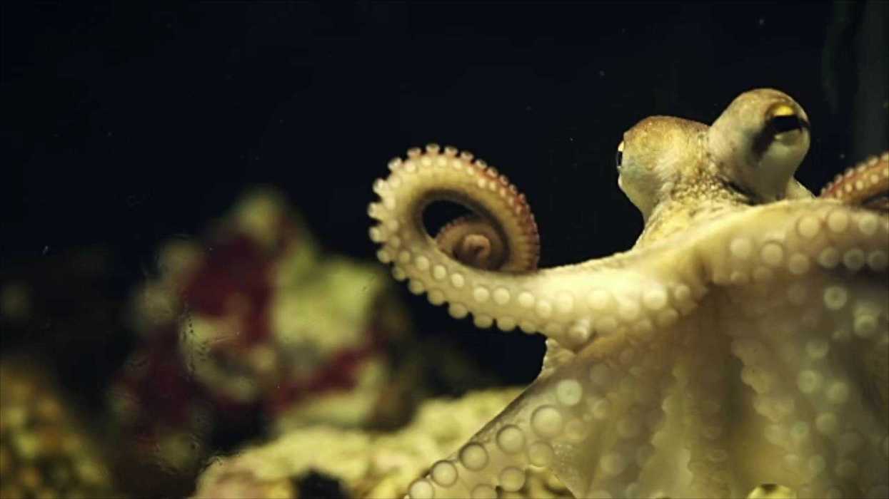 Ancient fossil stripped of world's oldest octopus title in shock discovery