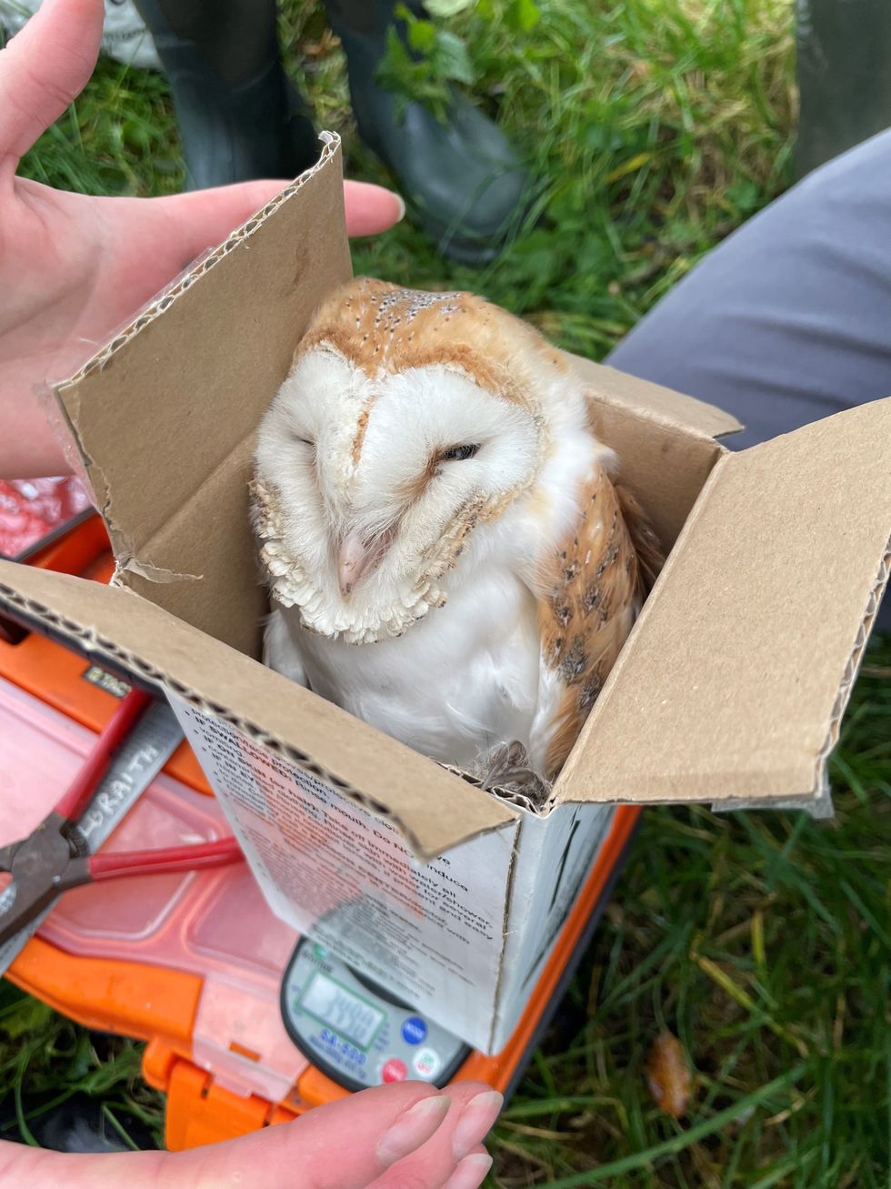 Christmas came early for Co Down nature conservators with late brood of owls