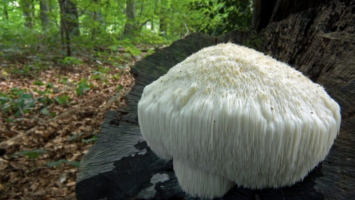 Why Gen Z are ditching alcohol for mushrooms at festivals this year