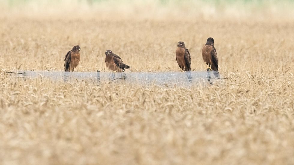 Four Montagu's harriers juveniles sit on the fence in the wheat field