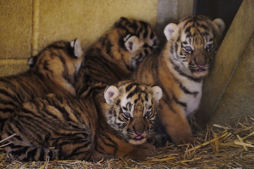 Four rare tiger cubs born at Longleat a month ago doing well, keepers say