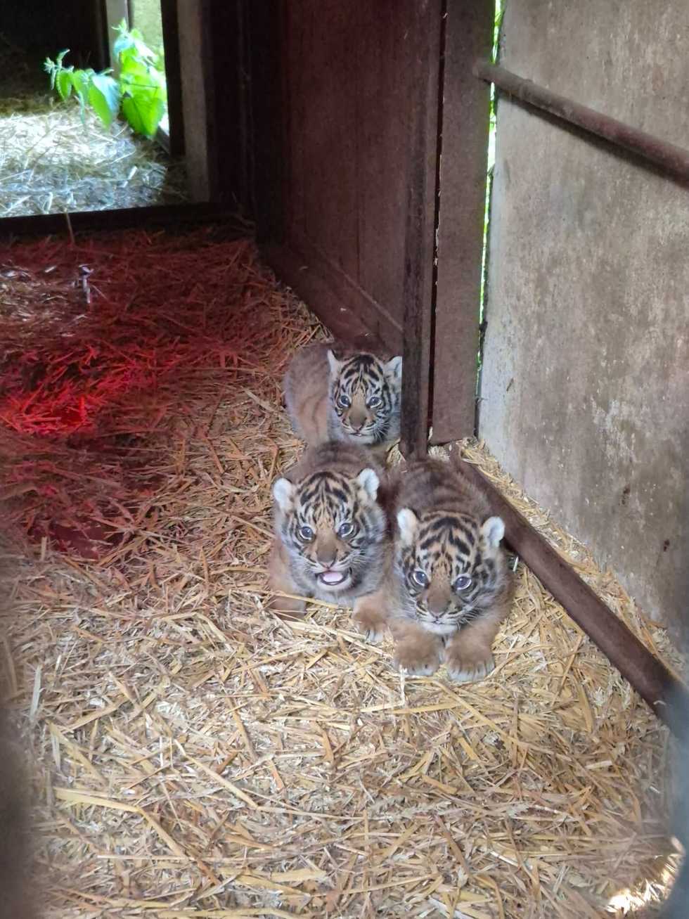 ‘Conservation milestone’ as four endangered tigers born at animal park