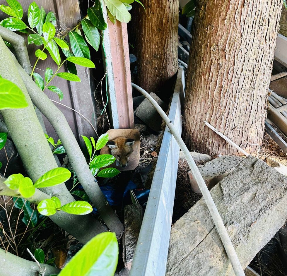 Fox cub nestled between fence with litter wrapped around its neck