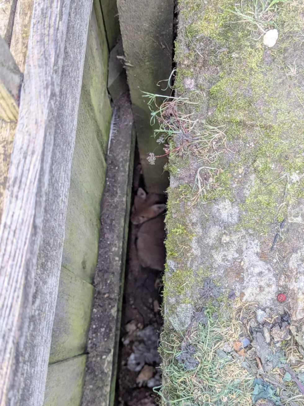 Fox cub stuck in a gap between a fence and a garden wall