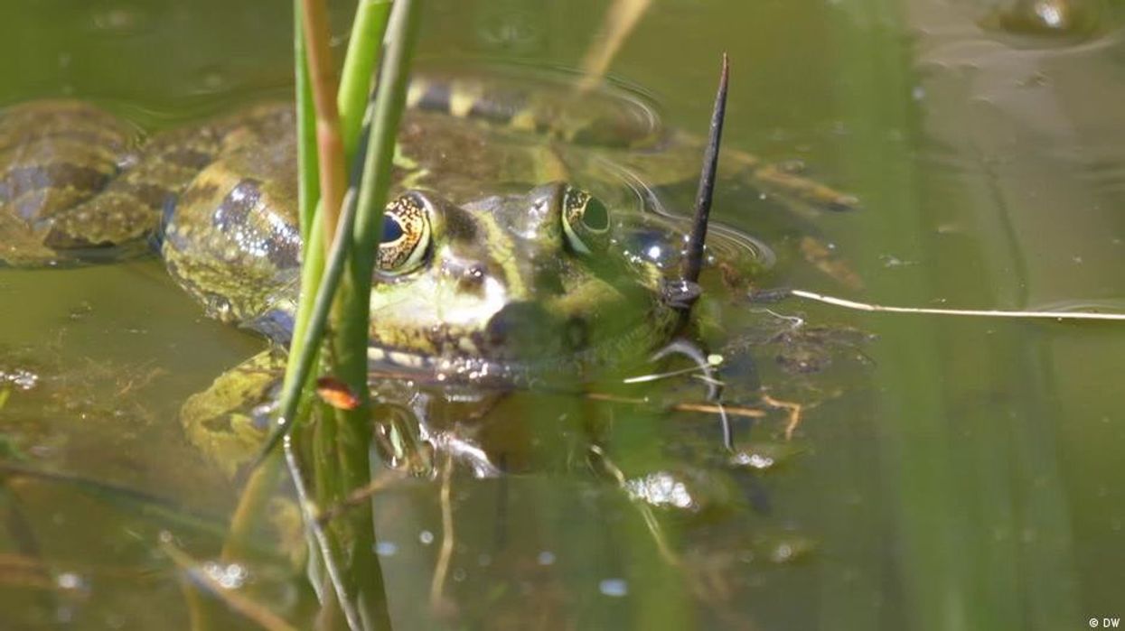 100-million-year old frog with eggs in its belly discovered in China