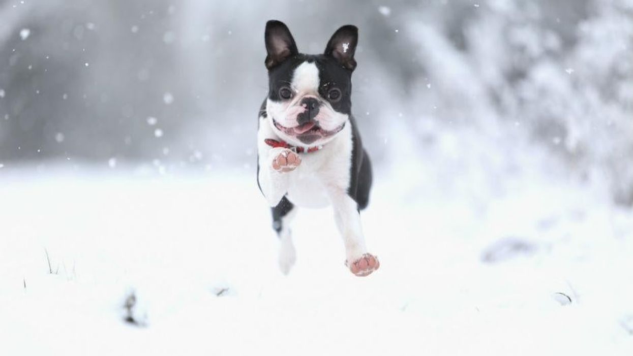 Freddy the Boston Terrier bounds through the snow in Nottingham, January 2013