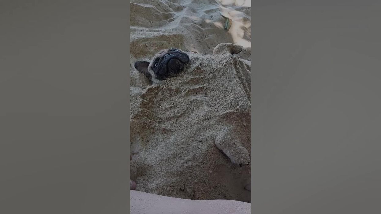 Adorable French bulldog snoozes on beach as family bury him in sand