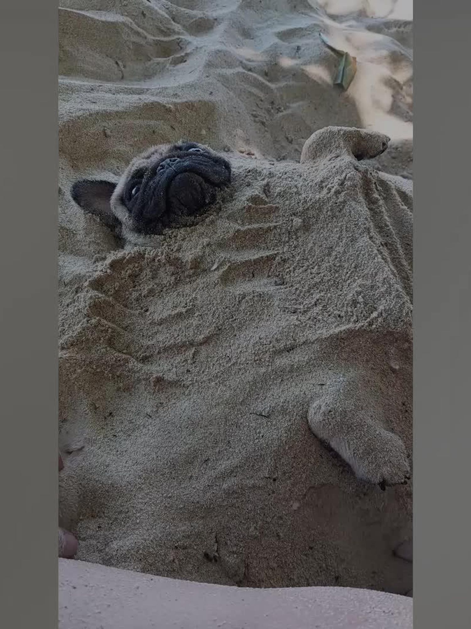 Adorable French bulldog snoozes on beach as family bury him in sand