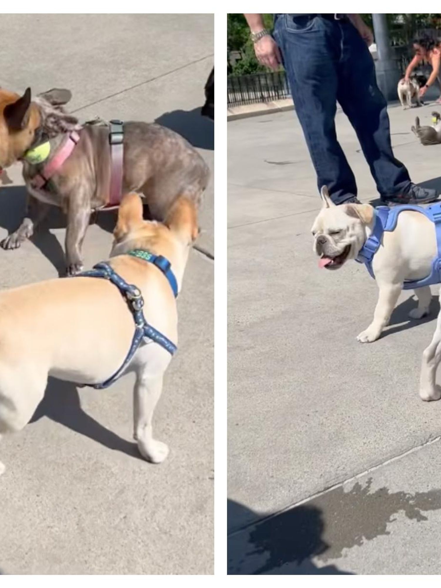 French bulldog meet-up sparks bizarre NYC row that's ended in threats