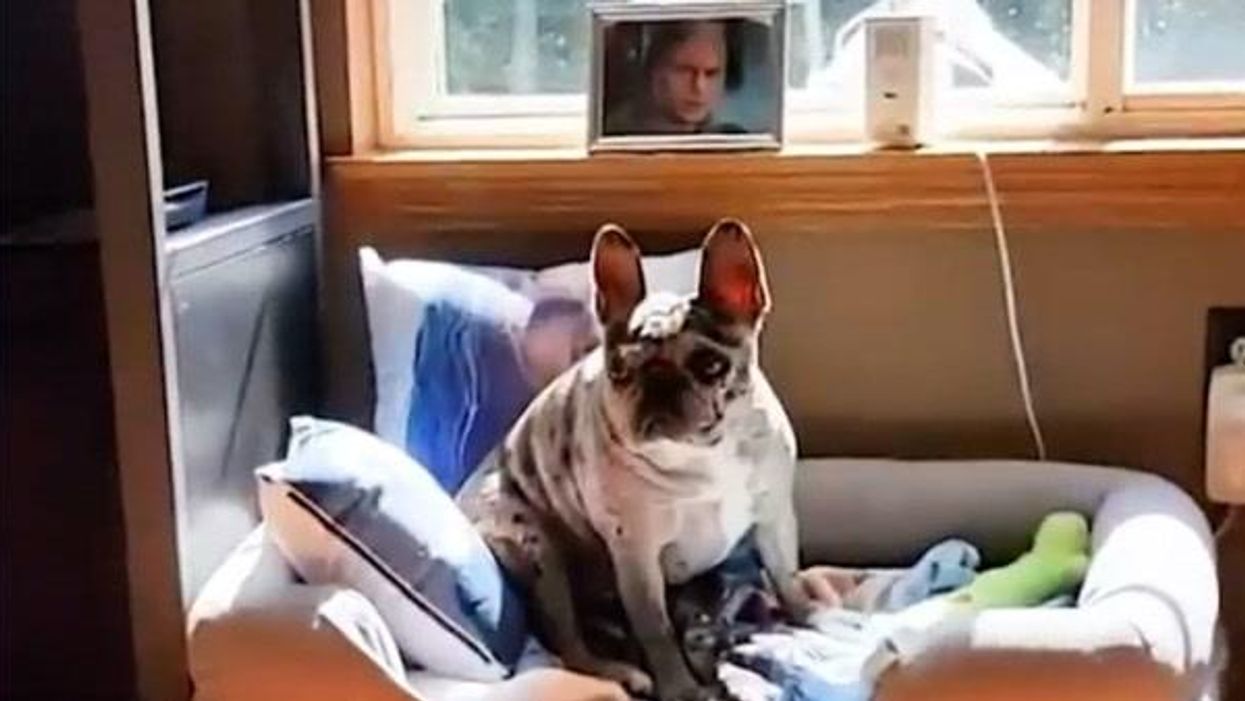 French bulldog is so obsessed with actor Henry Cavill it sleeps with shrine