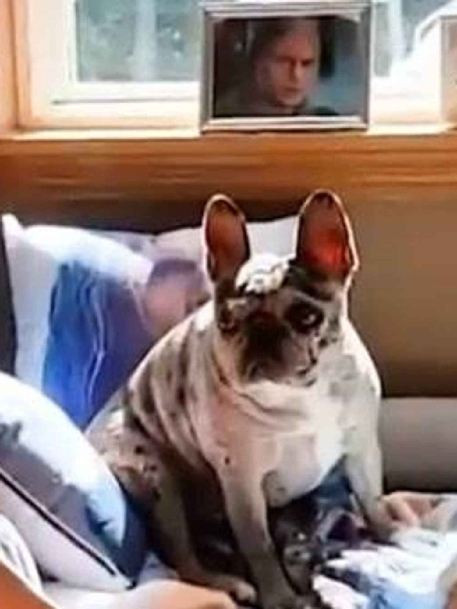 French Bulldog 'obsessed' with Henry Cavill sleeps on shrine to actor