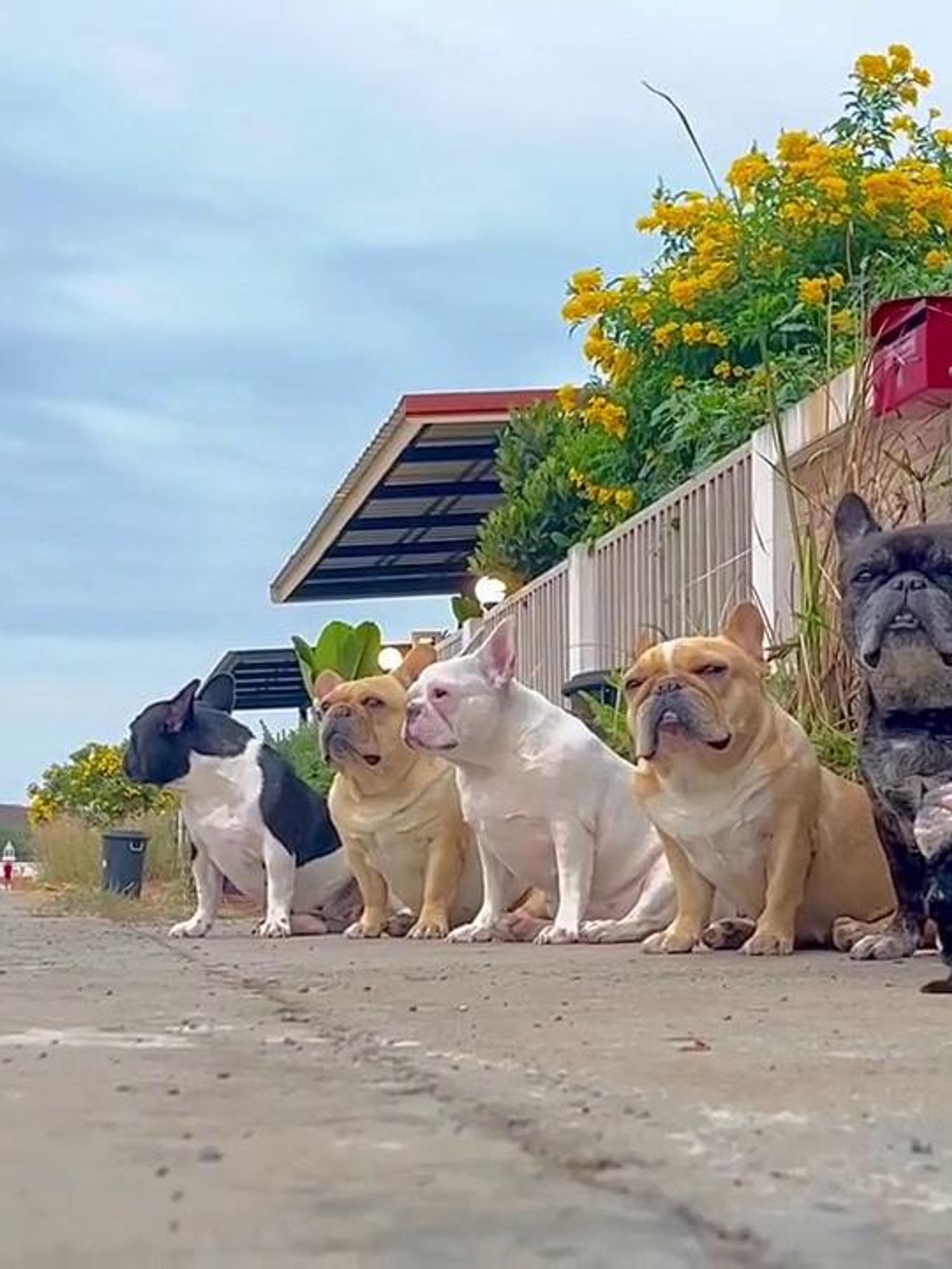 French Bulldog refuses to wake up while siblings pose for photoshoot