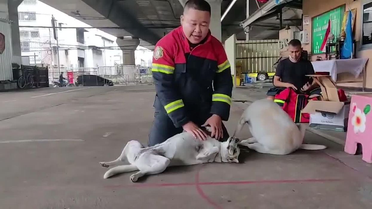 A devastated dog's reaction to his sister's ashes has the internet in tears
