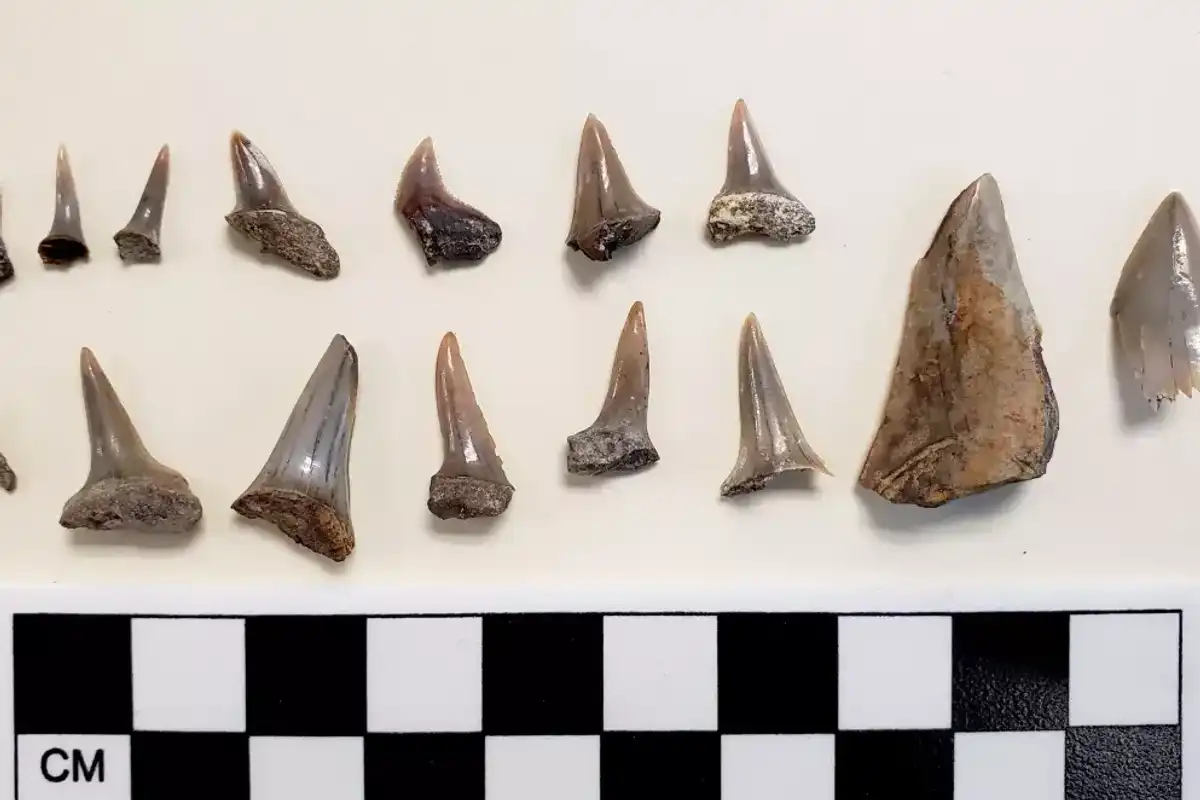 From right: Juvenile megalodon teeth; those from mako sharks; and from smaller sharks, all unearthed from undernearh San Pedro Hight School