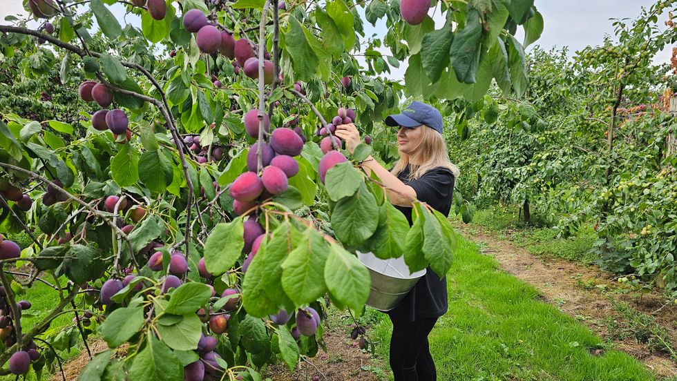 ‘Momentum growing’ in UK plum industry with bumper crop, says grower