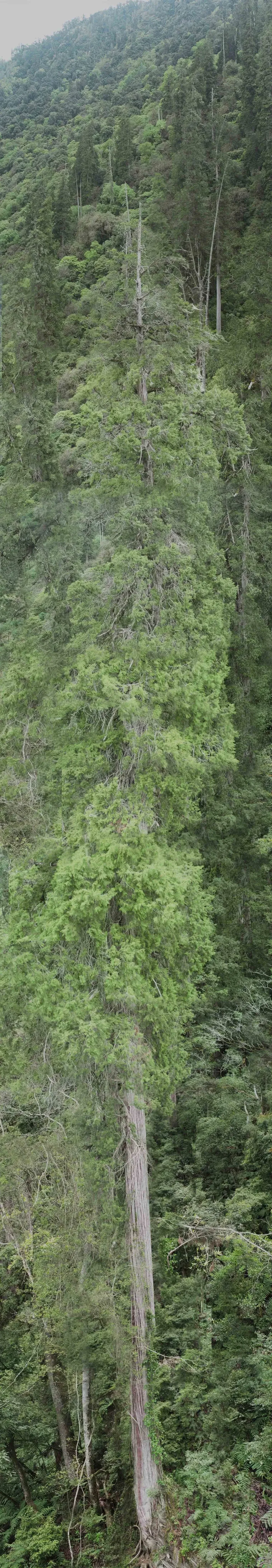 Full-length image of Asia's tallest tree, located in Yarlung Tsangpo Grand Canyon, Tibet