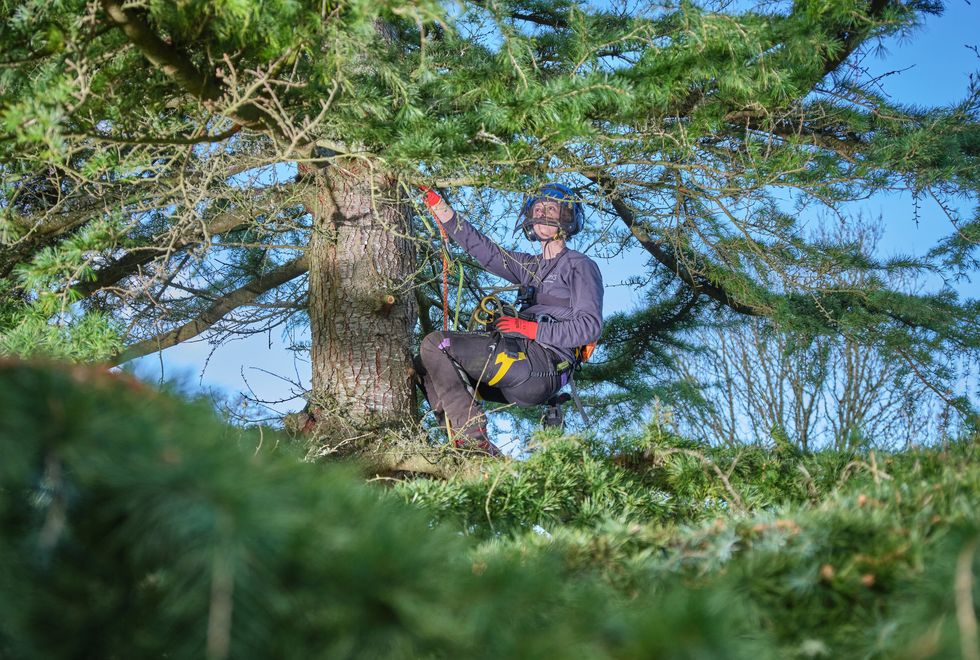 Royal Horticultural Society’s second female arborist hopes to inspire others