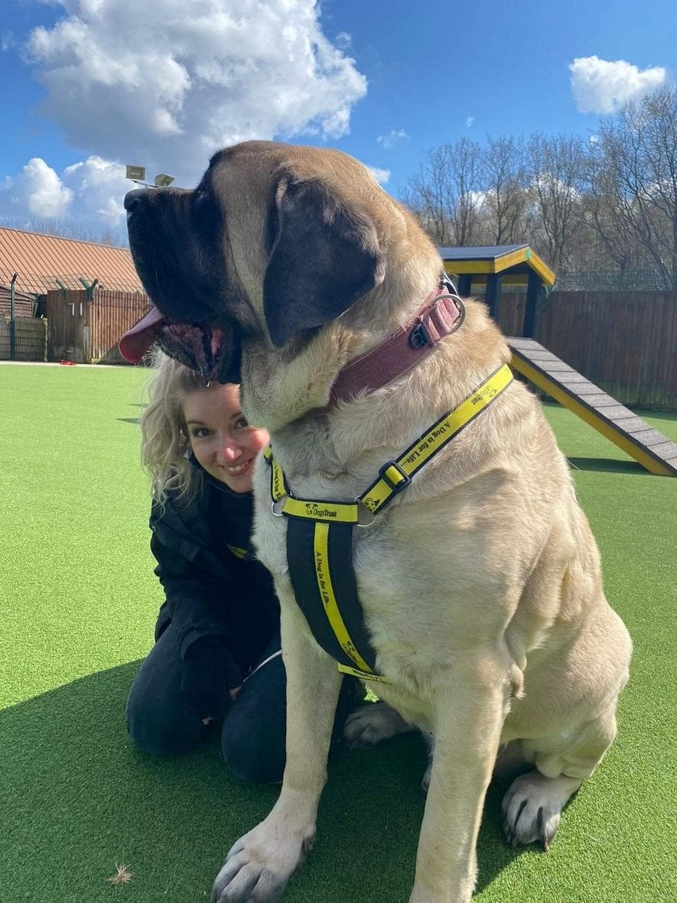 Galahad with Rebecca Henson, Home From Home Co-ordinator at Dogs Trust Canterbury