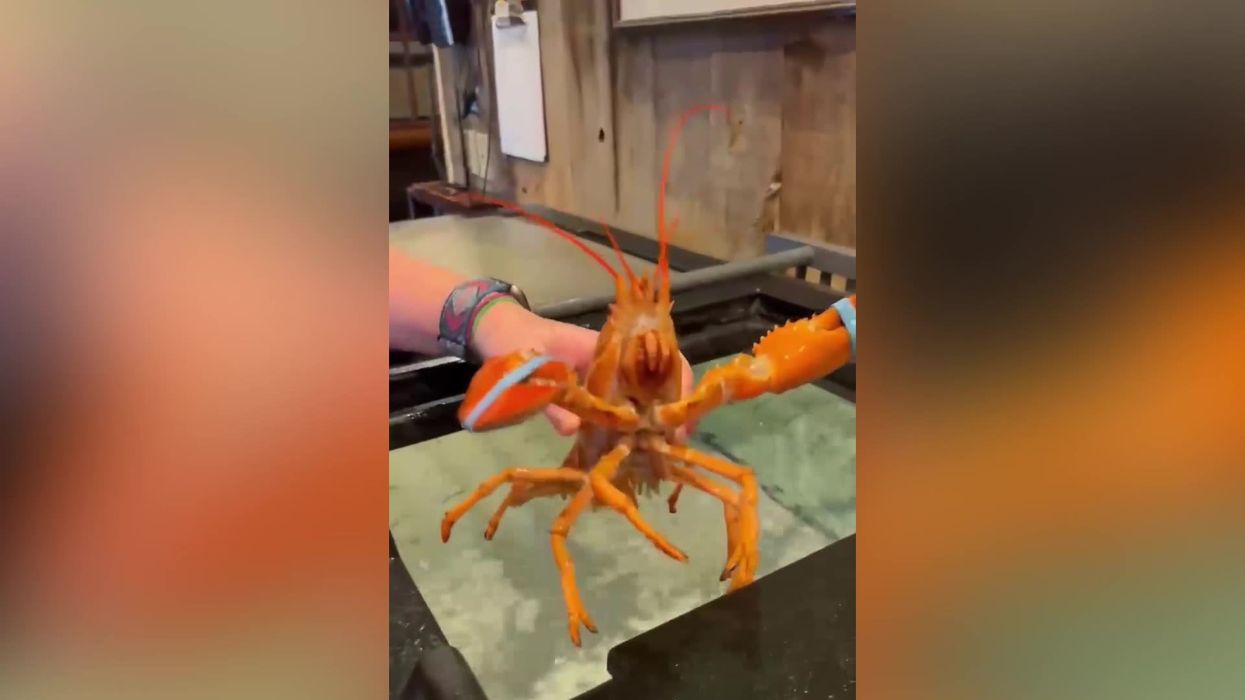 A rare intersex lobster called 'Bowie' has become a TikTok sensation